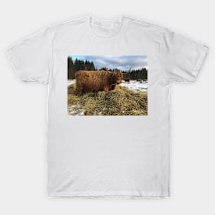 Scottish Highland Cattle Cow 2160 T-Shirt